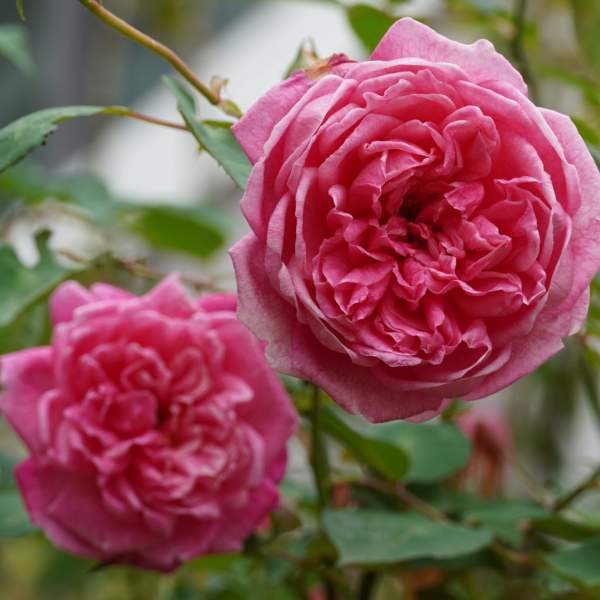 shutterstock 2372727369