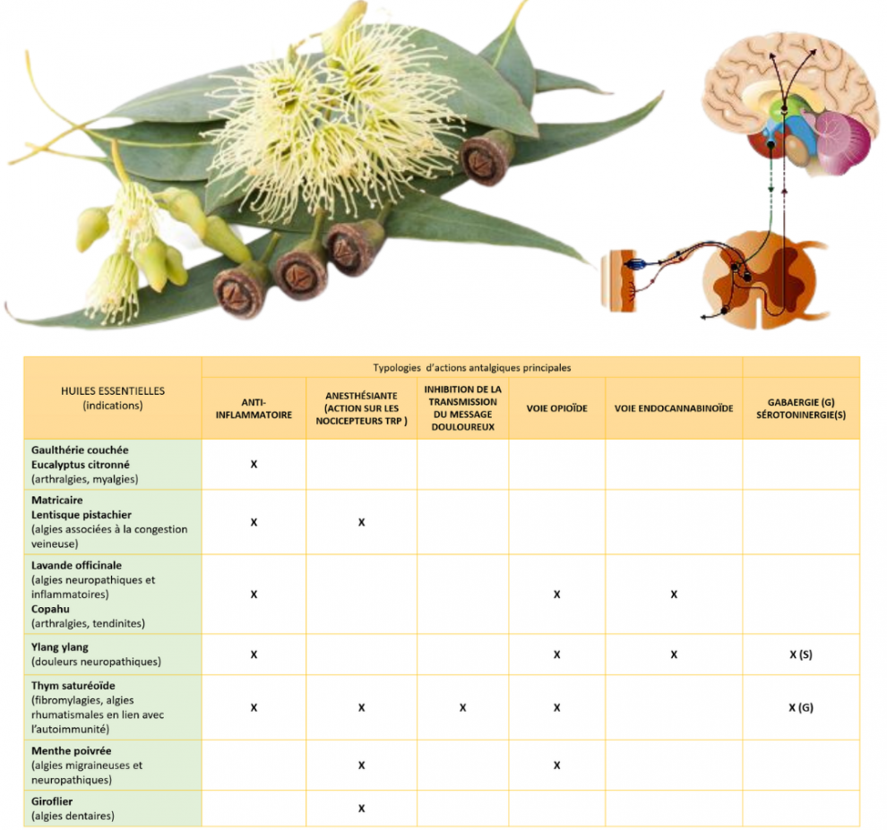 Huiles essentielles et douleurs (3)